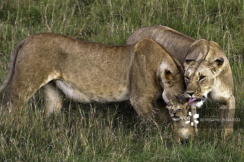 马赛马拉的雌狮与幼崽打招呼并梳理毛发。在马赛马拉，赛斯和幼崽打招呼并梳理毛发。图片素材