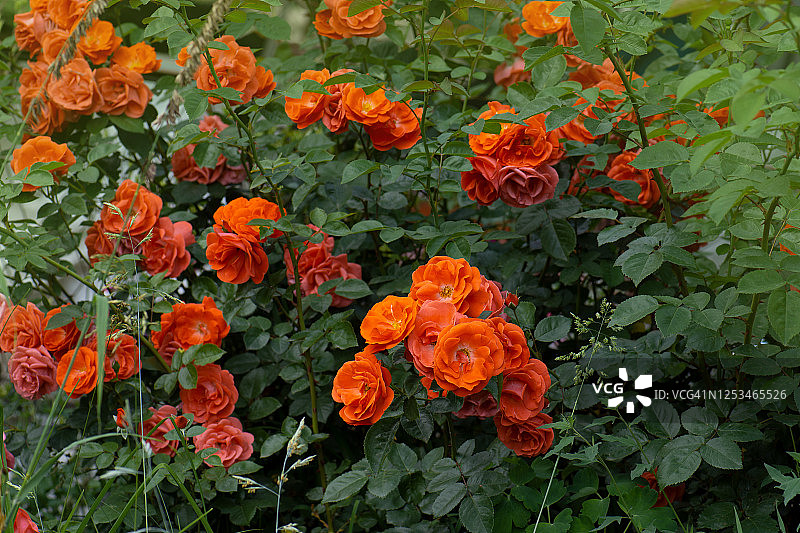橙色的玫瑰和绿色的叶子。图片素材