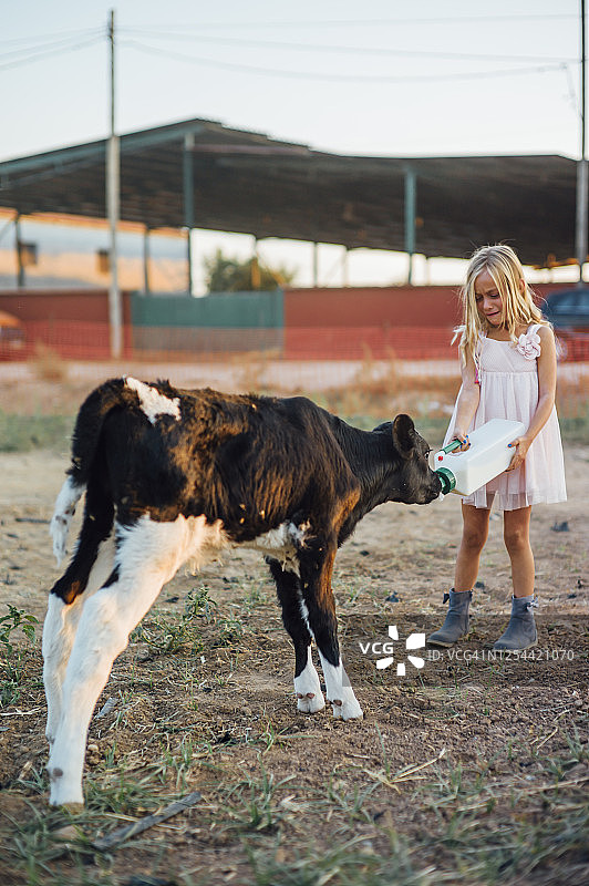 给小牛挤奶的女孩。图片素材