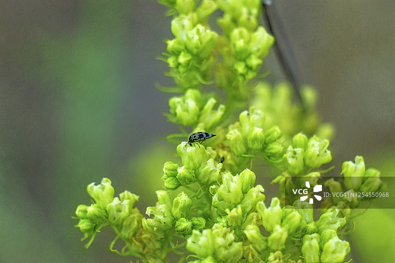 梅迪莫达 · 比本塔塔， 莫德利达， 翻滚的花甲虫图片素材