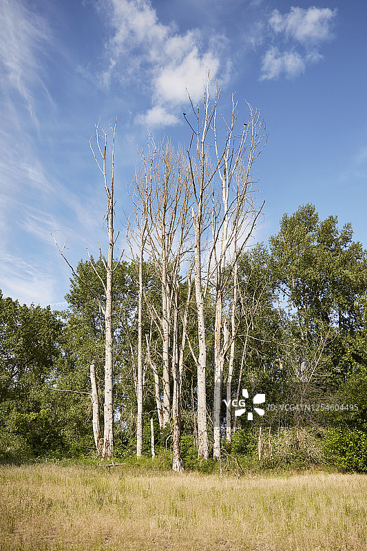高大的死桦树周围是健康的绿树。图片素材