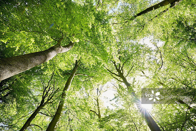 低角度的观点，新鲜的绿树在森林在春天对太阳图片素材