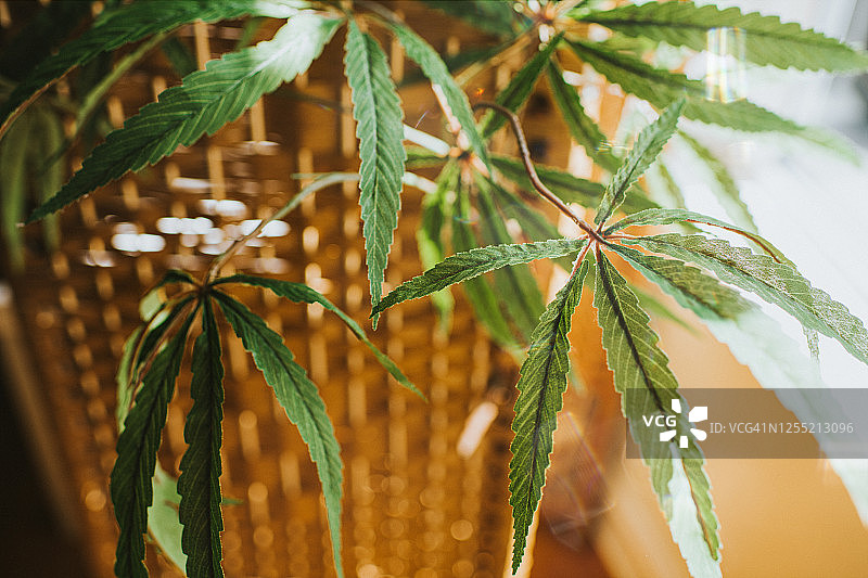 阳光下的大麻植物叶子图片素材
