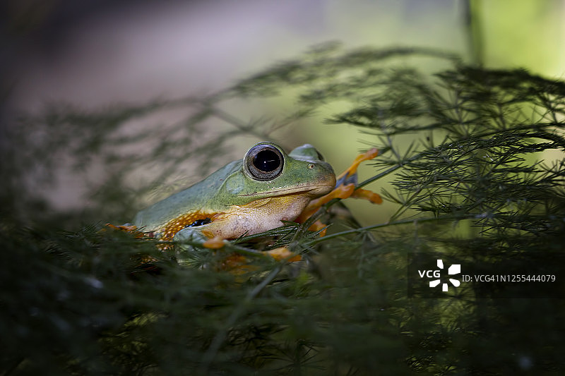 印度尼西亚一种植物上的爪哇树蛙图片素材