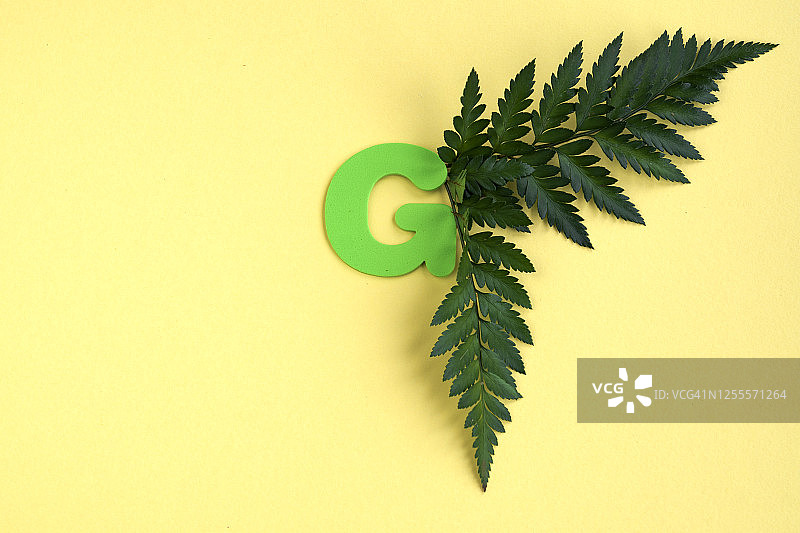 单一字母“G”和蕨叶在黄色的背景和拷贝空间图片素材