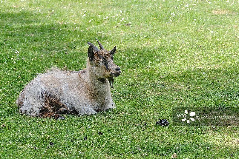 一只棕色的小山羊躺在春天的草地上图片素材