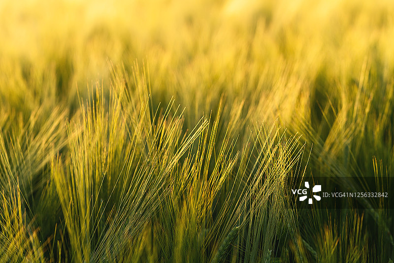 大麦。耳朵的大麦。美丽的日落景观。成熟的耳朵背景。成熟的禾谷类作物图片素材