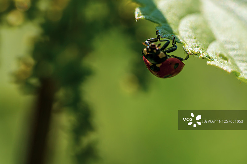 瓢虫坐在一朵花的叶子上，在温暖的夏天，一只叶虫甲虫图片素材