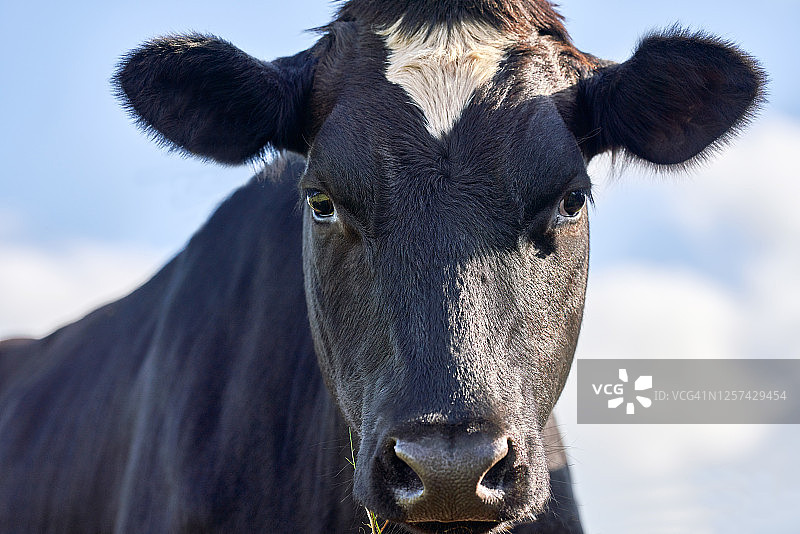 一幅荷斯坦乳牛的肖像图片素材