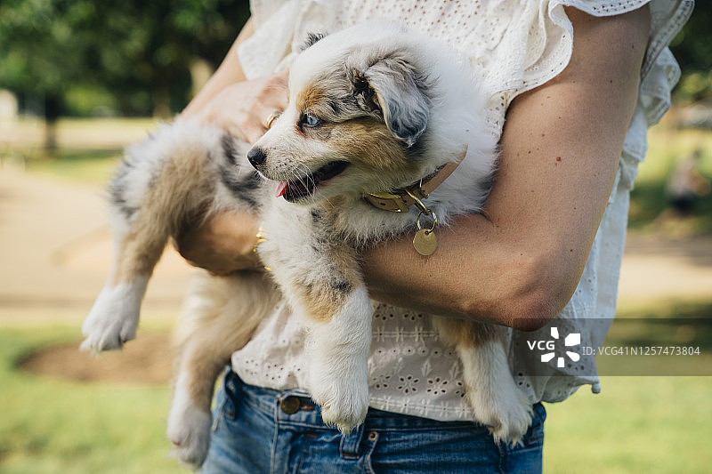 一个女人在公园外拥抱迷你澳大利亚牧羊犬图片素材