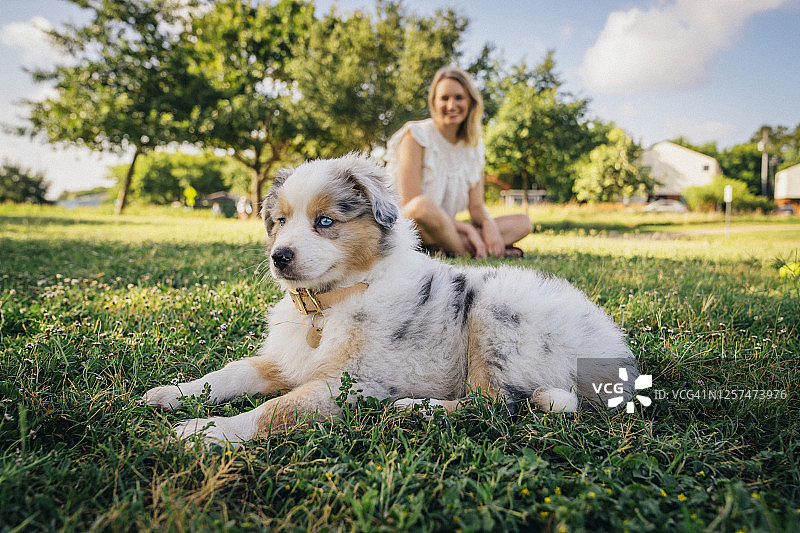 快乐的迷你澳大利亚牧羊犬坐在草地上微笑的女人面前图片素材