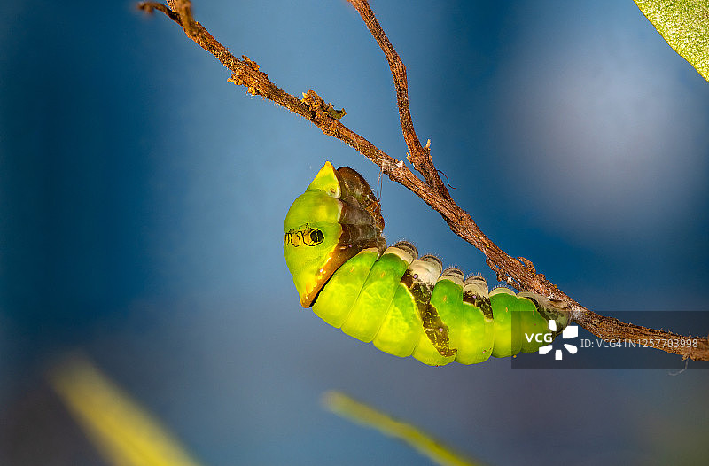 常见的摩门教的蝴蝶,蛹,毛虫图片素材