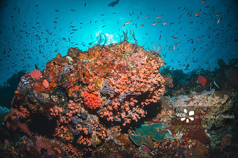水下珊瑚礁的景象，热带鱼包围在清澈的水图片素材
