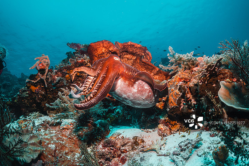 墨鱼在珊瑚礁中游动图片素材