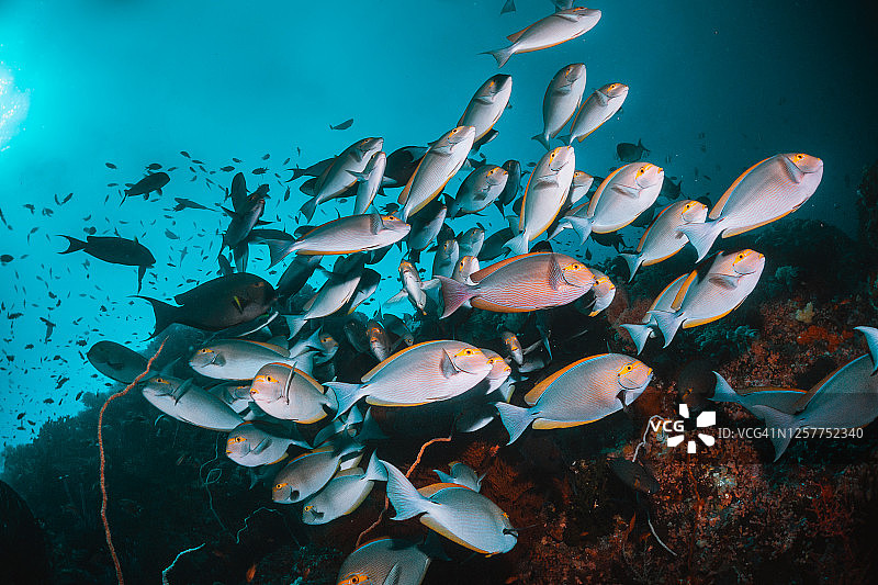 水下有珊瑚和鱼的景象，鱼在五彩缤纷的珊瑚礁之间游动图片素材