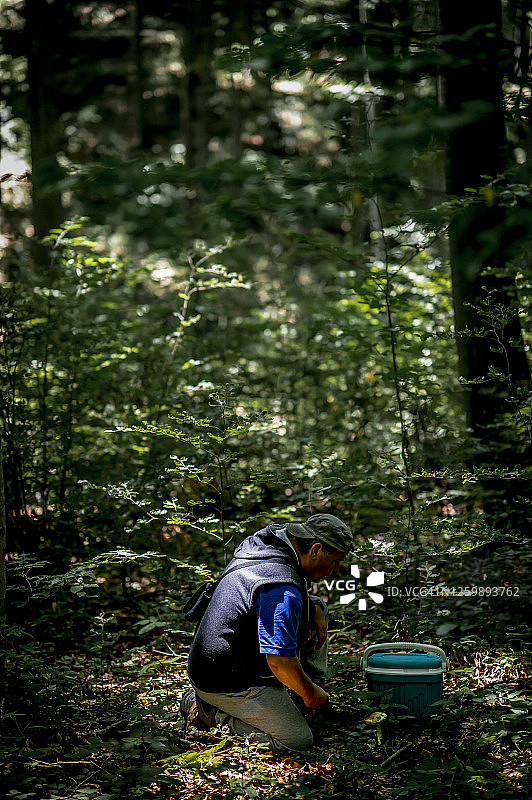 在森林里采摘野生食用蘑菇的人图片素材