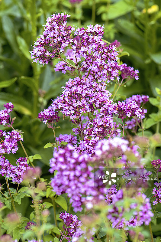 牛至的紫色花也被称为牛至，野生马郁兰，英国马郁兰，小树林马郁兰，盆栽马郁兰，梅花图片素材