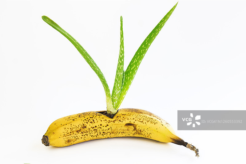 从一株成熟的香蕉上分离出来的芦荟植株。图片素材