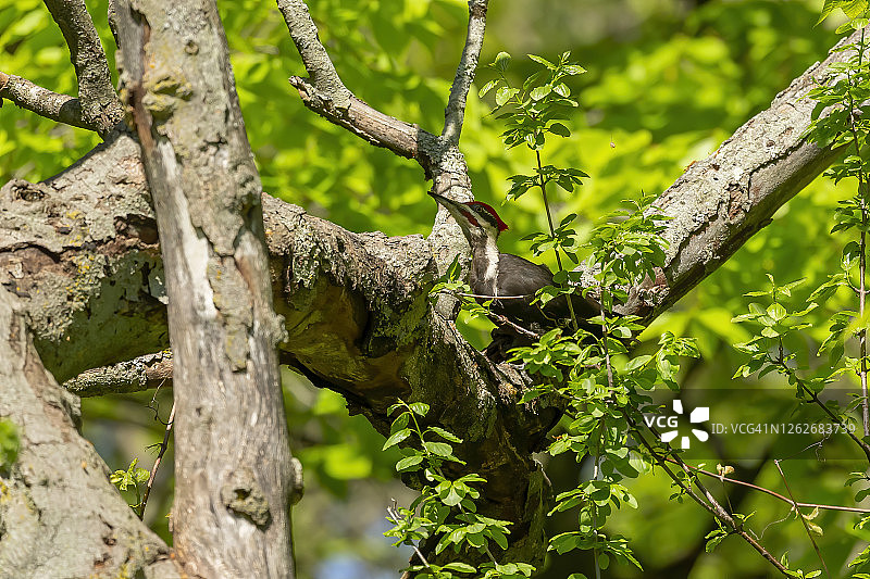 有羽冠的啄木鸟坐在一棵干燥的树上。图片素材