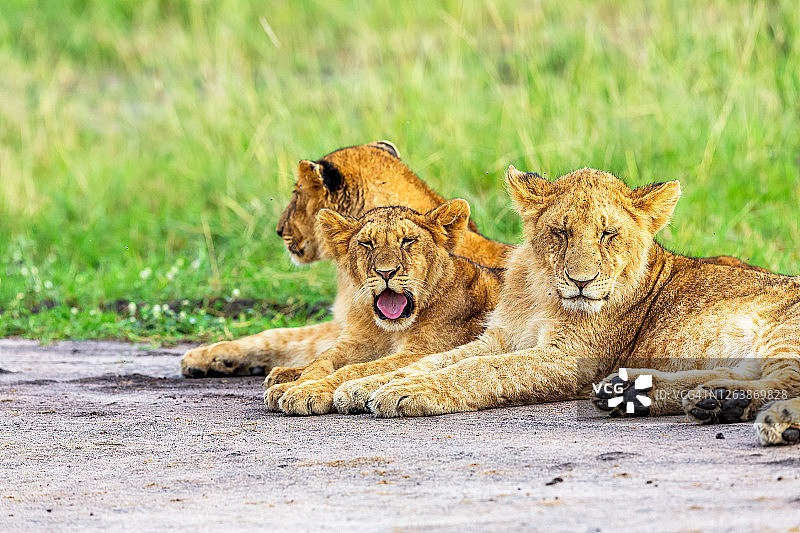 在母狮身后，狮子幼崽在野外打哈欠图片素材