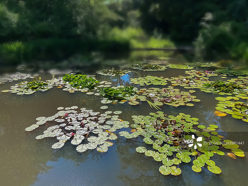 夏天有睡莲和睡莲叶子的池塘图片素材