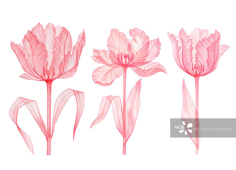 设置郁金香粉红色的透明花图片素材