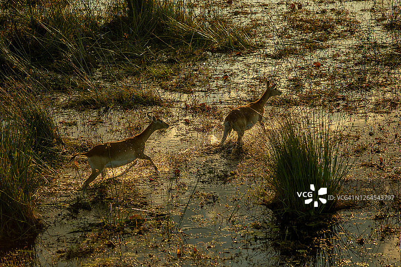 这是鸟瞰图，两只雌性红羚羊(科布斯羚羊)在博茨瓦纳的奥卡万戈三角洲沼泽中奔跑图片素材