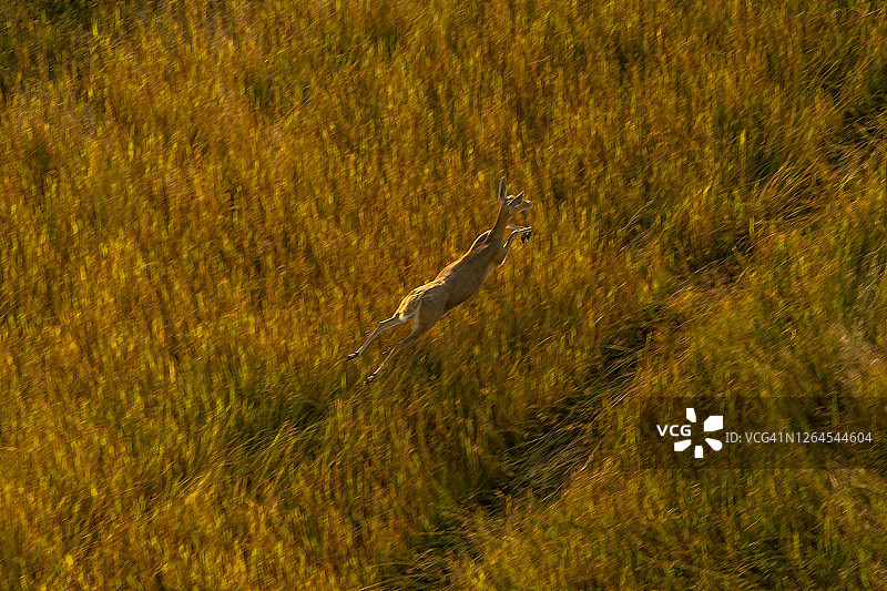 红羚羊(科布斯羚羊)跃过泛滥平原，在奥卡万戈三角洲，博茨瓦纳图片素材