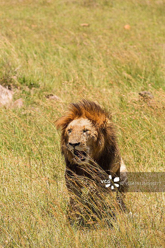 在野外捕猎狮子图片素材