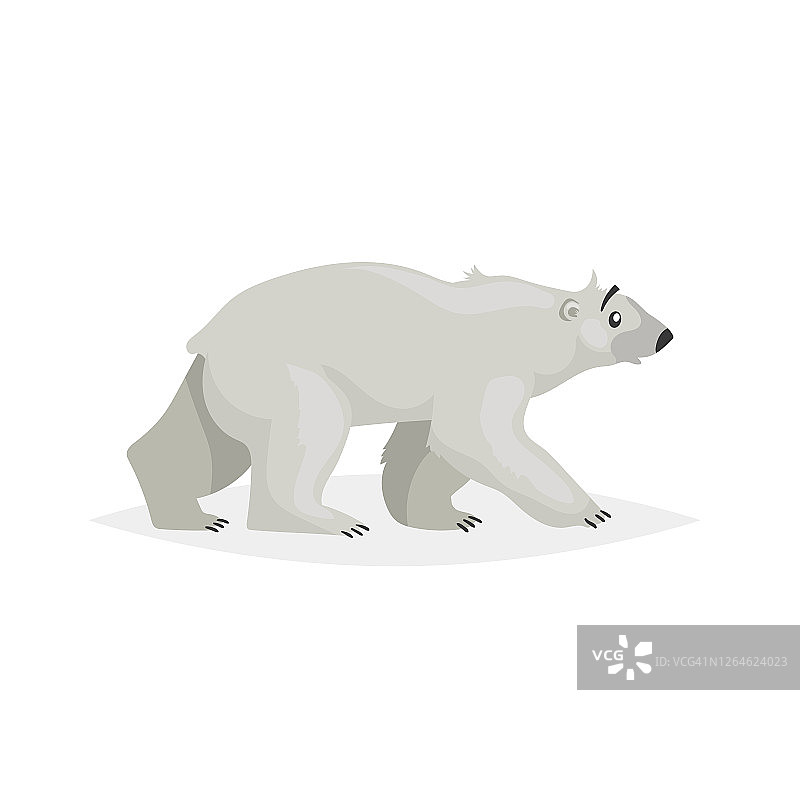 可爱的散步北极熊。极地动物卡通插图。平面设计风格。对儿童教育最好。矢量绘图孤立在白色背景。图片素材