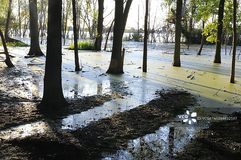 湿地:林区图片素材