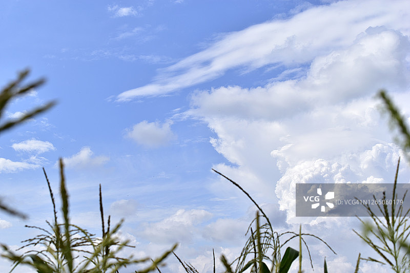 一片乌云密布的地平线笼罩在玉米地里图片素材