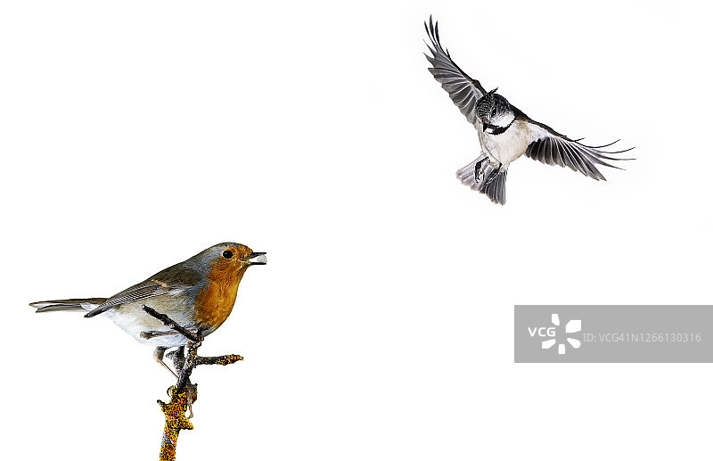 近距离拍摄的凤头山雀(凤头山雀)和知更鸟(红鹤)，在白色背景上飞行。图片素材