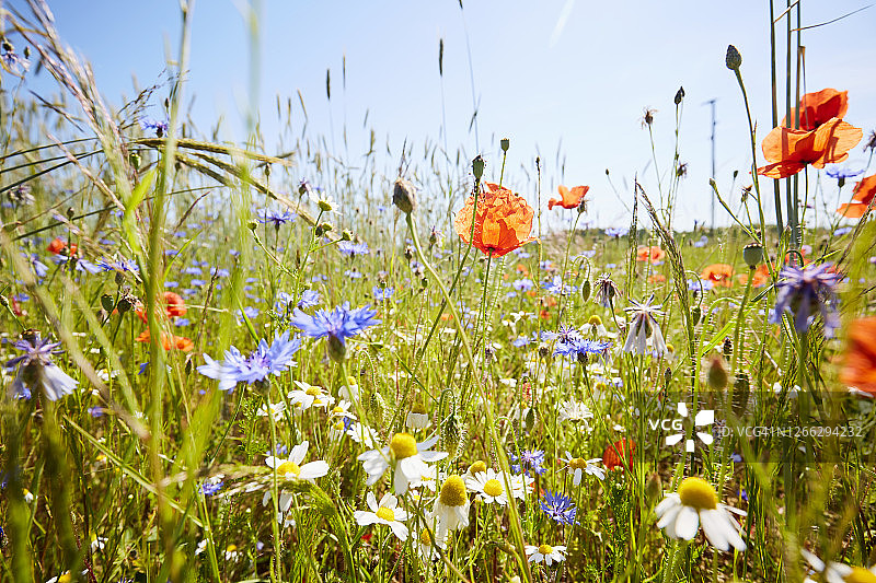 夏日里，蓝色的天空映衬着野菊花、罂粟花和矢车菊图片素材