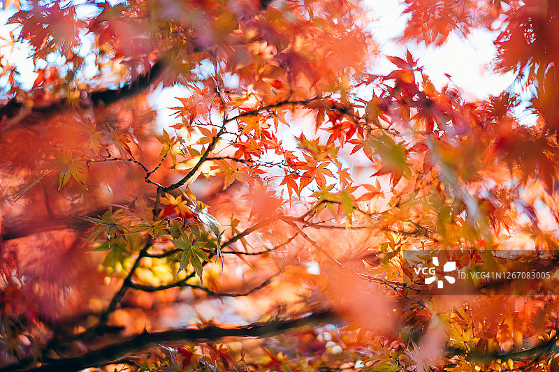 美丽的日本枫叶在自然公园与秋日的阳光图片素材