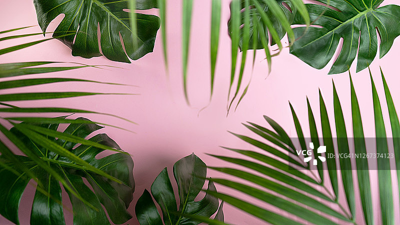 粉红色背景上的热带树叶和棕榈叶。图片素材