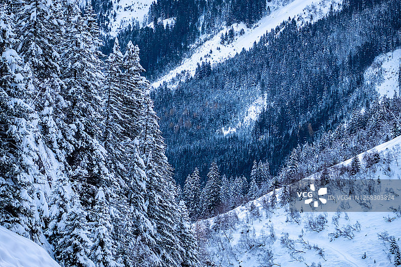 美丽的冬季景观与白雪覆盖的树木在斯图拜山谷，泰洛，奥地利图片素材