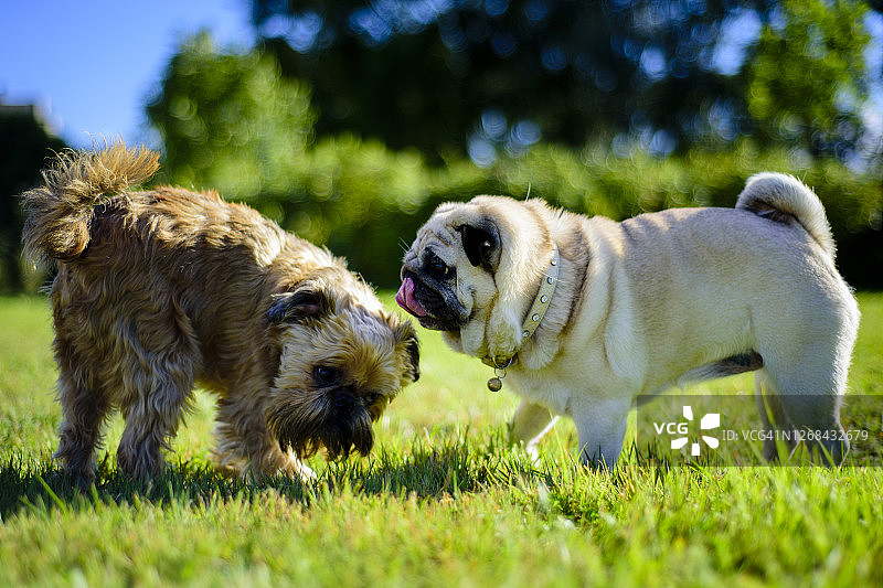 在一个阳光明媚的夏日，在绿色的草坪上遇见朋友和邻居的狗图片素材