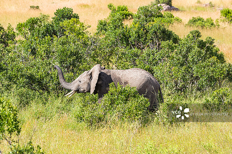 非洲象在野外吃草图片素材
