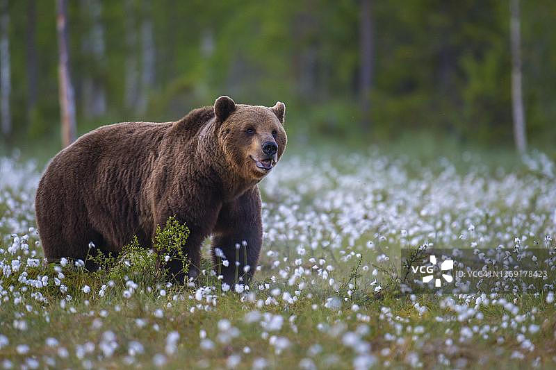 芬兰卡累利阿苏穆萨尔米，一处肥沃的棉草沼泽地里的一名老男性(熊)图片素材