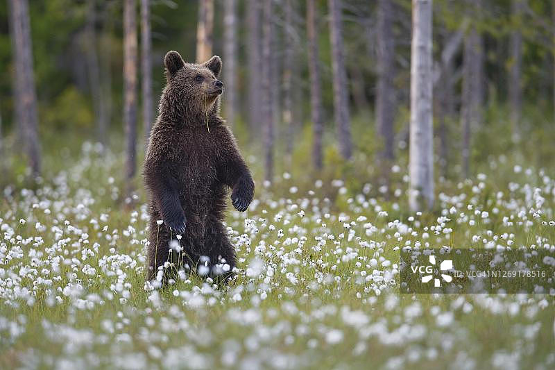 棕熊(小熊)直立地站在一个结满棉花草的沼泽里，专注，安全，芬兰卡累利阿图片素材
