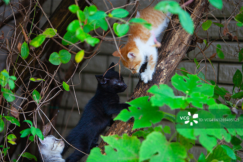 三只小猫在爬树图片素材