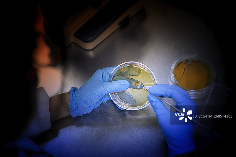 微生物测试;微生物学家对实验室培养皿中的微生物菌落进行计数图片素材