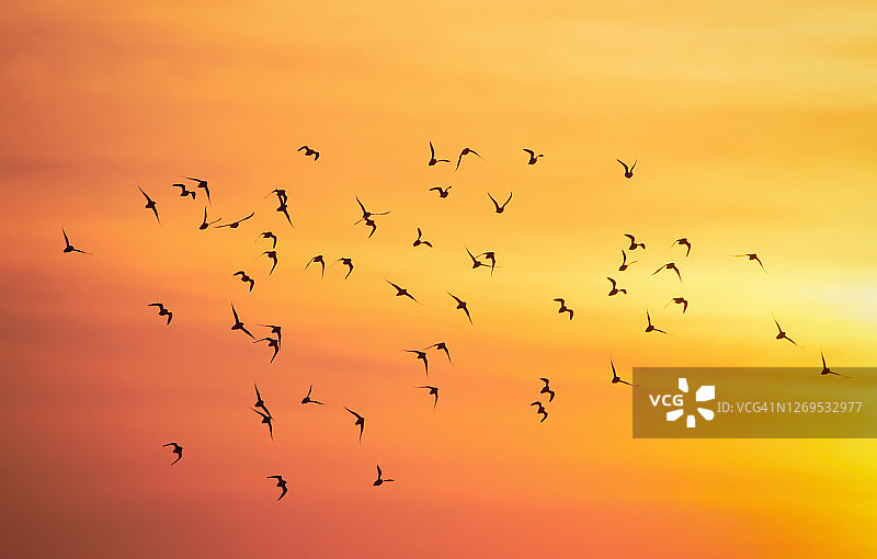 长岛琼斯海滩，日出时的橙色天空和鸟的剪影图片素材