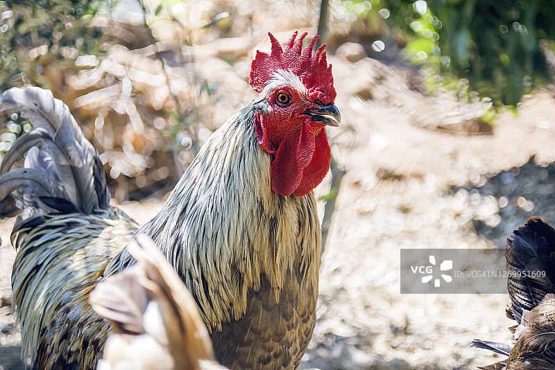 农场附近一只公鸡的肖像-有机农场图片素材