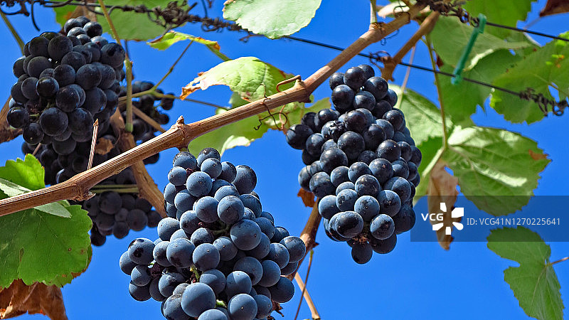 阳光下杜罗葡萄园里的葡萄图片素材