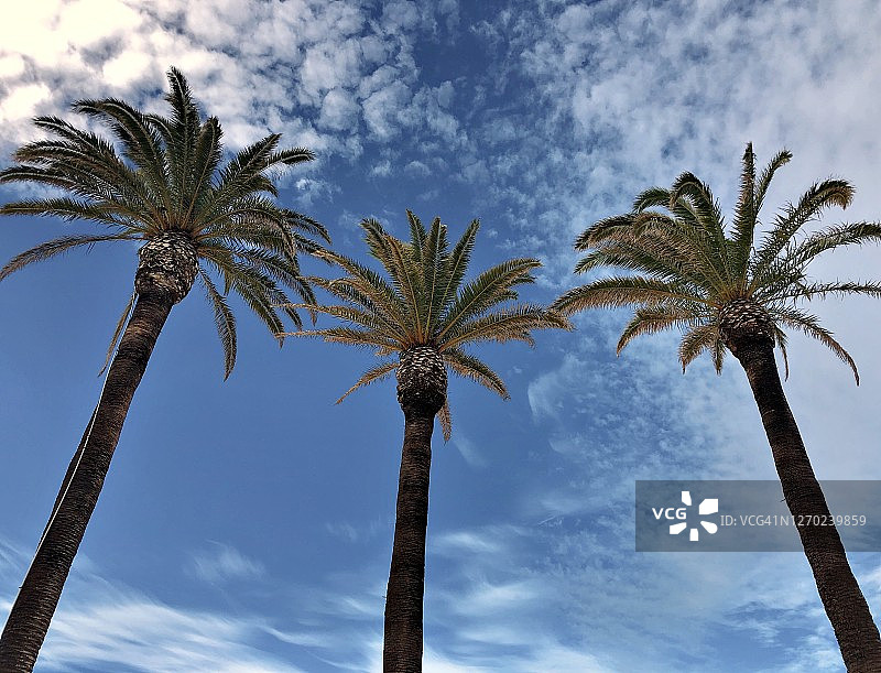 棕榈树和蓝天图片素材
