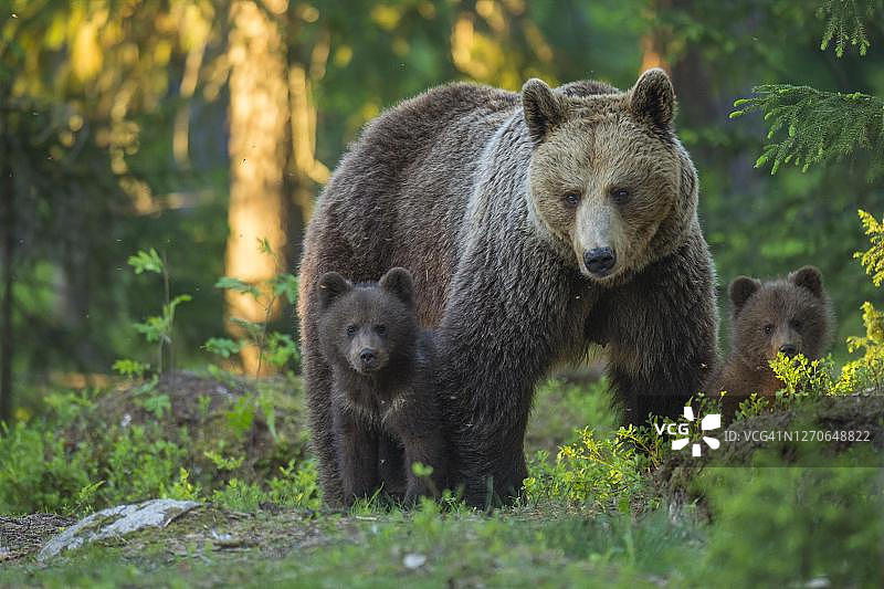 芬兰卡累利阿苏穆萨尔米的北方针叶林里，两只小熊和妈妈在一起图片素材