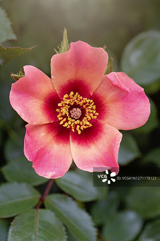 美丽的粉色夏天玫瑰“只为你的眼睛”花图片素材