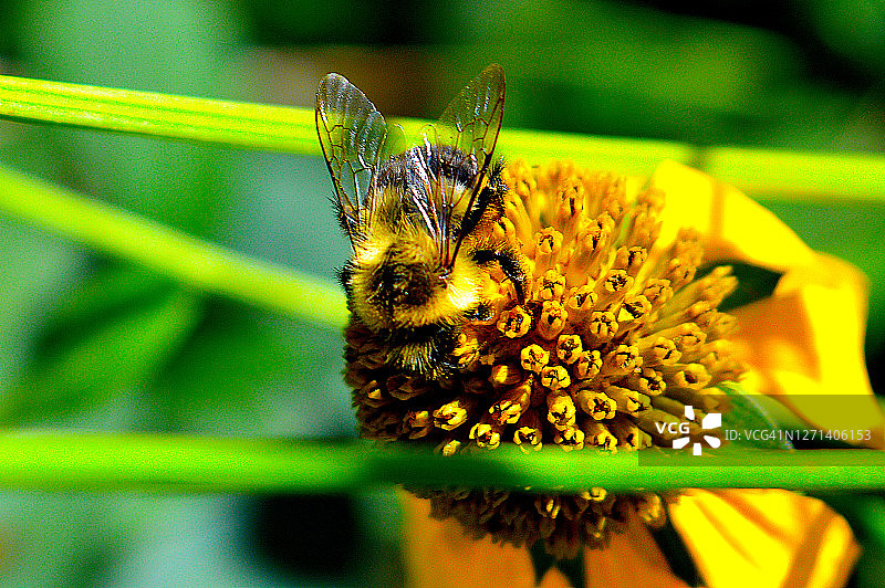 大黄蜂在黄色雏菊花上图片素材
